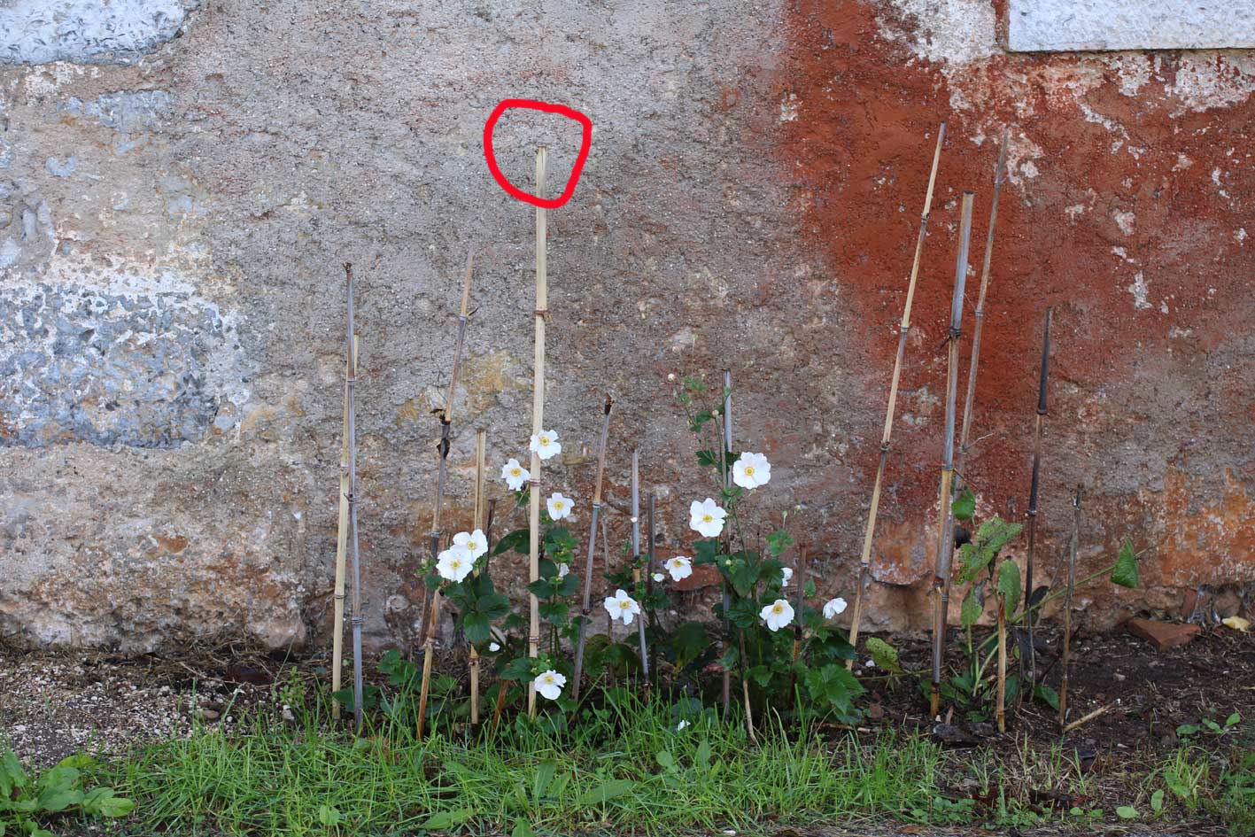 Mosca uccisa da un fungo diabolico